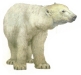 urs polar.jpg